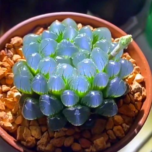 云南高端稀有大颗白璧玉露多肉植物室内阳台美观防辐射盆栽绿植花