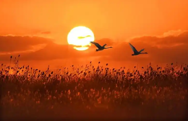 本片的色彩在后期制作时几乎未做任何调整,不禁使人想起紫气东来的