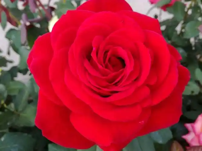 花中皇后南阳月季品种展之十八!(三七一)