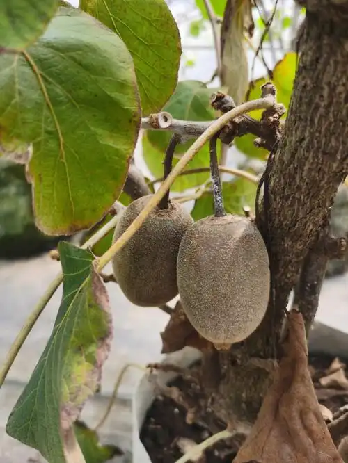 红心软枣猕猴桃高级盆栽树