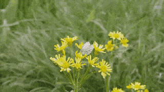 诗苑主诵团范读春风十里不如你作者星辉编配琥珀诵读神话艺术总监王琳