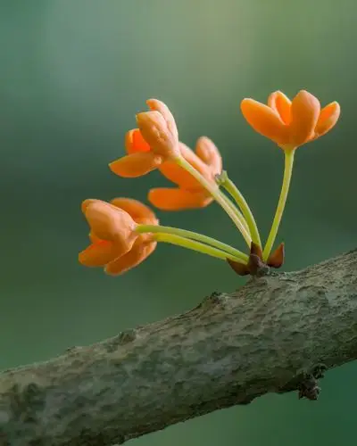 微拍桂花一组-中关村在线摄影论坛