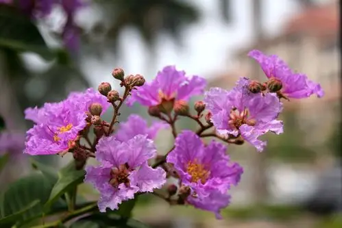 大叶紫薇 拉丁学名:queens crape myrtle 别称:大花紫薇,洋紫薇 落叶