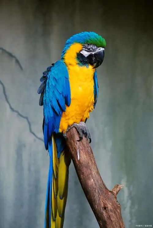 不仅体型大,比那个二傻子心更大的金刚鹦鹉,你喜欢吗