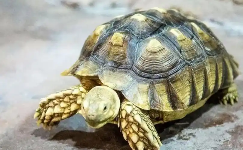 回顾:北京大哥捡到一乌龟,养了7年才知:这哪是乌龟?这是宝贝