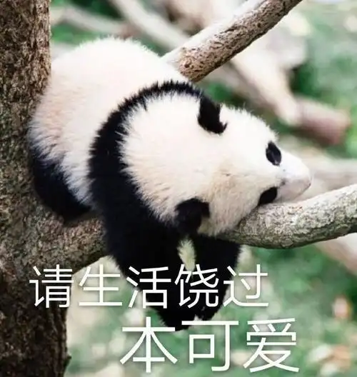 萌宠熊猫请生活饶过本可爱求饶呆萌可爱gif动图_动态图_表情包下载