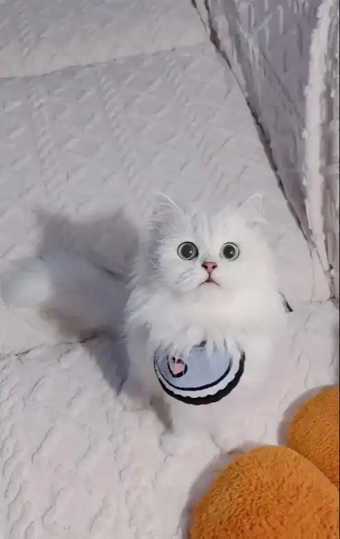 甜美可爱的纯白金吉拉在线蹲新家,两个月了,健康活泼,性格温柔 - 抖音