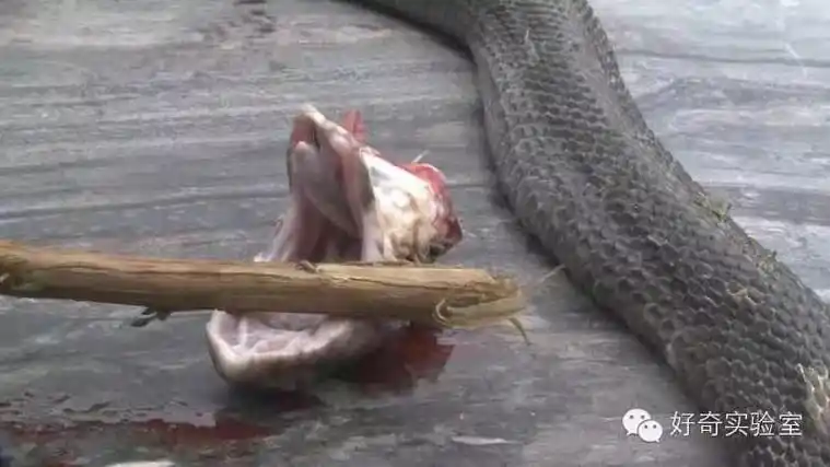 浙江大伯捡了一条被轧死的眼镜蛇回家吃剪蛇头时看了它一眼竟然差点