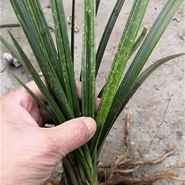 才惠兰壮苗水晶斑