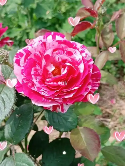 白色月季花的花语含义是纯洁.