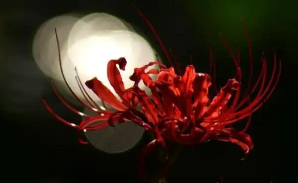 彼岸花的传说与花语曼珠沙华的凄美爱恋相思死亡