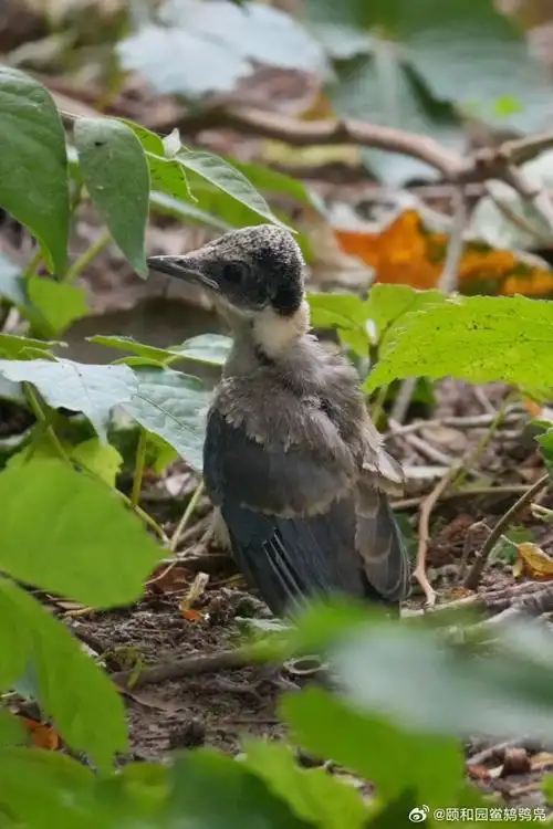 颐和园西堤##玉带桥##灰喜鹊##雏鸟##夏至