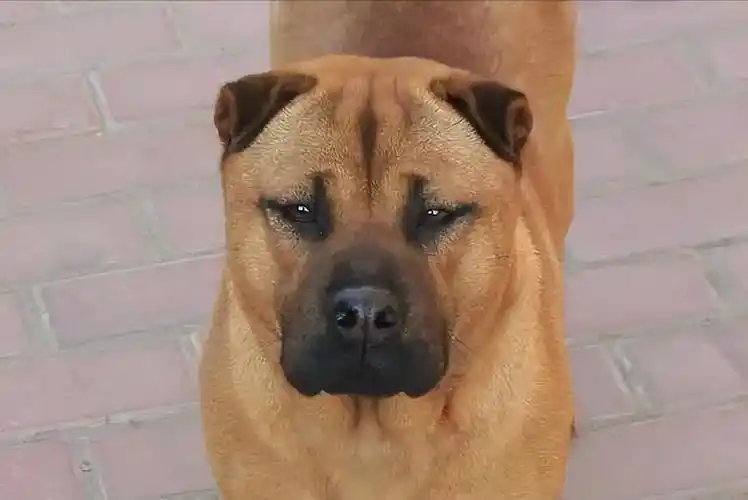 沙皮狗多少钱一只 杂交沙皮狗特点-文化号