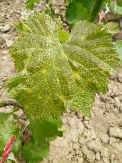 三天前打了抑霉唑 吡虫啉 叶面肥,新叶片就这样了是怎么回事?