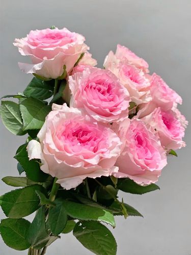 采缇洛神玫瑰花苗四季开肯尼亚切花月季浓香特大花苗阳台庭院盆栽绿植