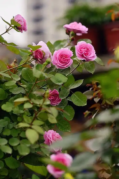 日本花见小路再现盛况 - 月季,蔷薇,铁线莲 浴花谷论坛