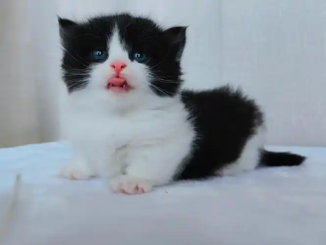 超甜黑白拿破仑矮脚猫