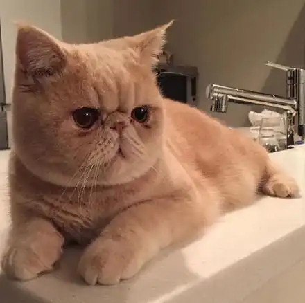 加菲猫出售纯品-宠享家宠物商贸-加菲猫出售提供