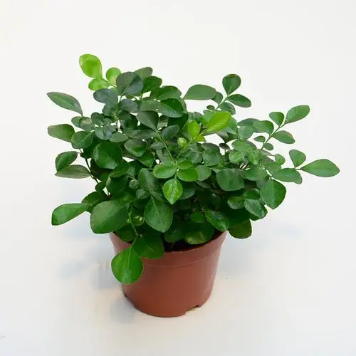三个农夫批发花卉小盆栽微景观背景植物九里香室内桌面绿植
