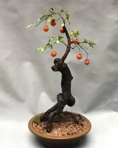 金弹子盆景深受盆景爱好者追捧,金弹子如何栽种更易成活?