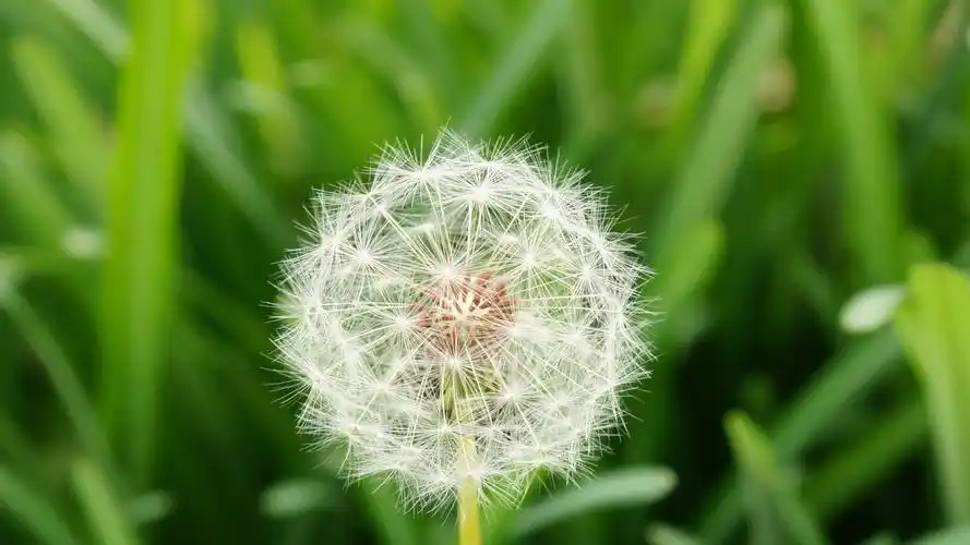 轻柔蒲公英夏日护眼高清桌面壁纸