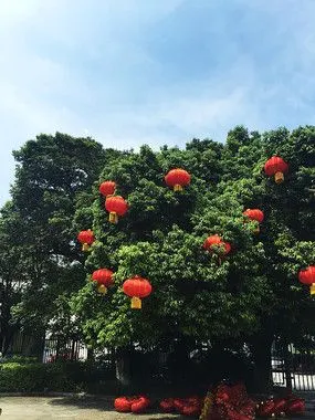 树上的红灯笼和道路