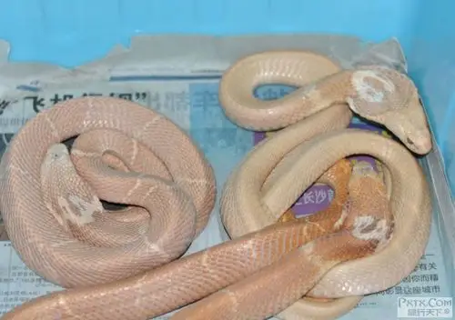 上两组珍藏的白化眼镜蛇
