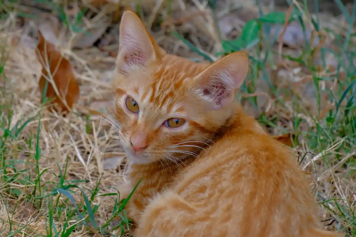 图文伙伴计划 流浪的小黄猫如何达到新印象派效果:    - 抖音