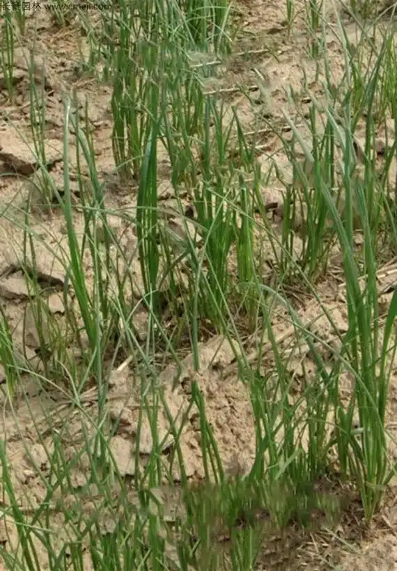 礼赞天地之化育~~知母,别名连母,地参,水须,蒜辫 - 抖音