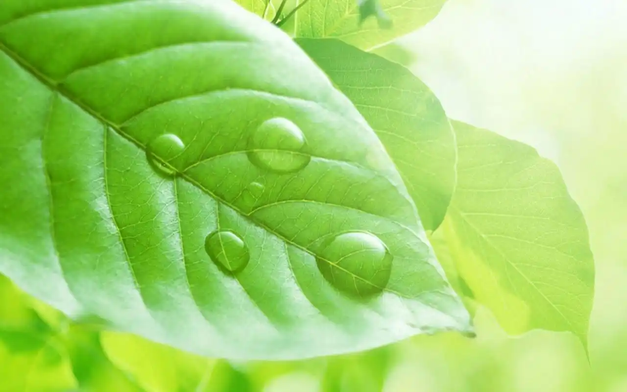 绿色护眼小清新叶子高清图片桌面壁纸-植物壁纸-手机壁纸下载-美桌网