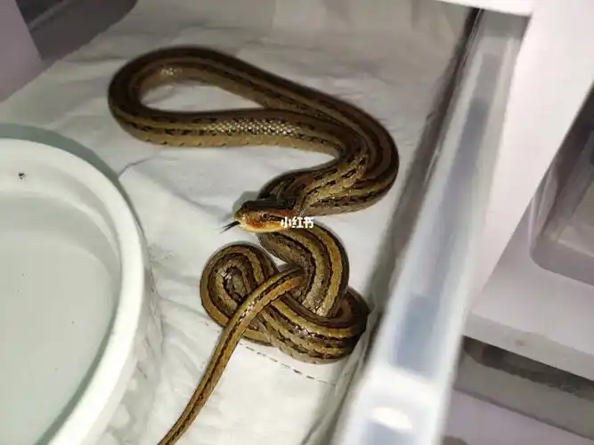 三线锦蛇