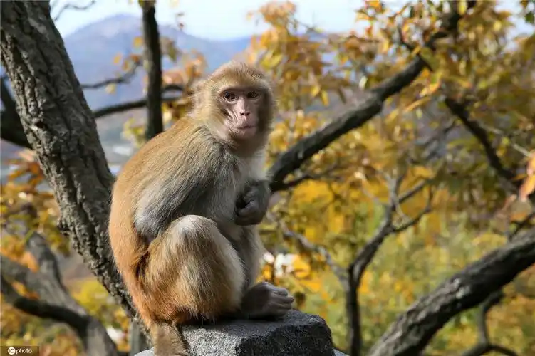 江苏连云港花果山深秋来临 小猴子怀中"撒娇"萌萌哒