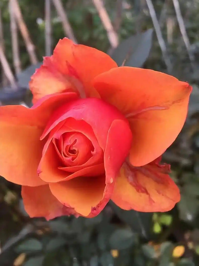 新手养月季,就选"艾帕索",皮实好养,多季花开,又美又香