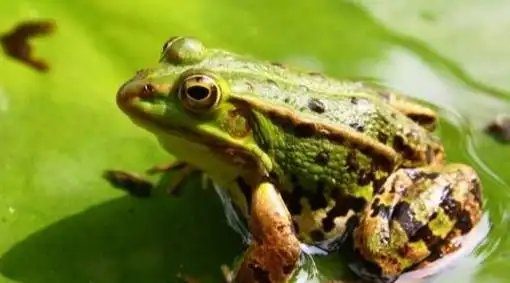 小青蛙是怎么过冬的图2