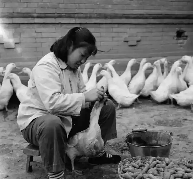 北京填鸭的前世今生