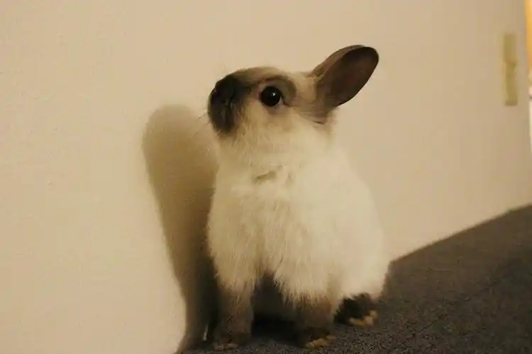 暹罗兔子小记录