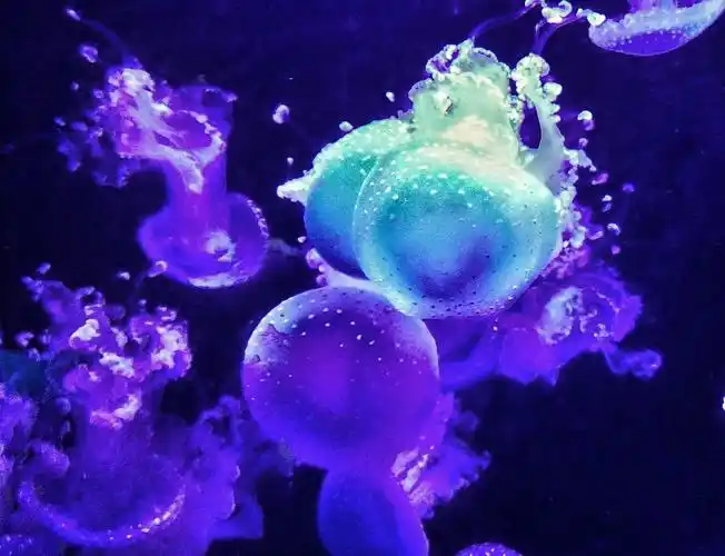 手机摄影梦幻水母这么拍