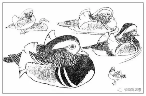 孙其峰画鸳鸯白描画稿