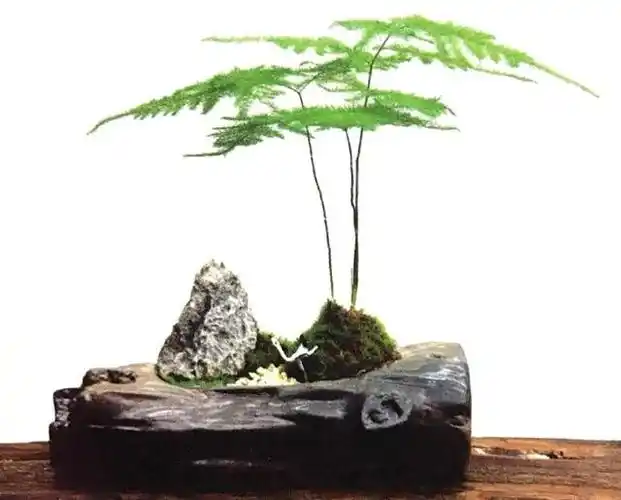 文竹盆景,学会4点,云竹蹭蹭冒新芽(文竹盆景图片大全欣赏)