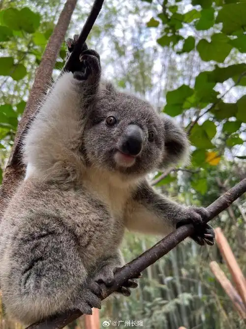 长隆水上乐园##长隆野生动物世界##长隆水上超级电音节