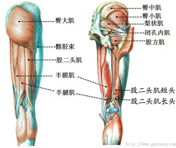 解剖生理学网络多媒体课程