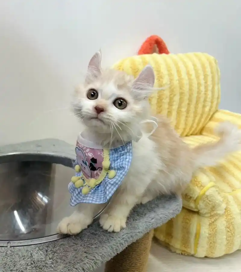 精灵耳乳白长毛妹妹.1981年被发现的品种  美国卷耳猫 不 - 抖音