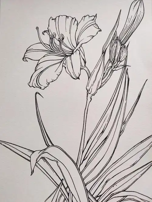 一枝简单的萱草线稿