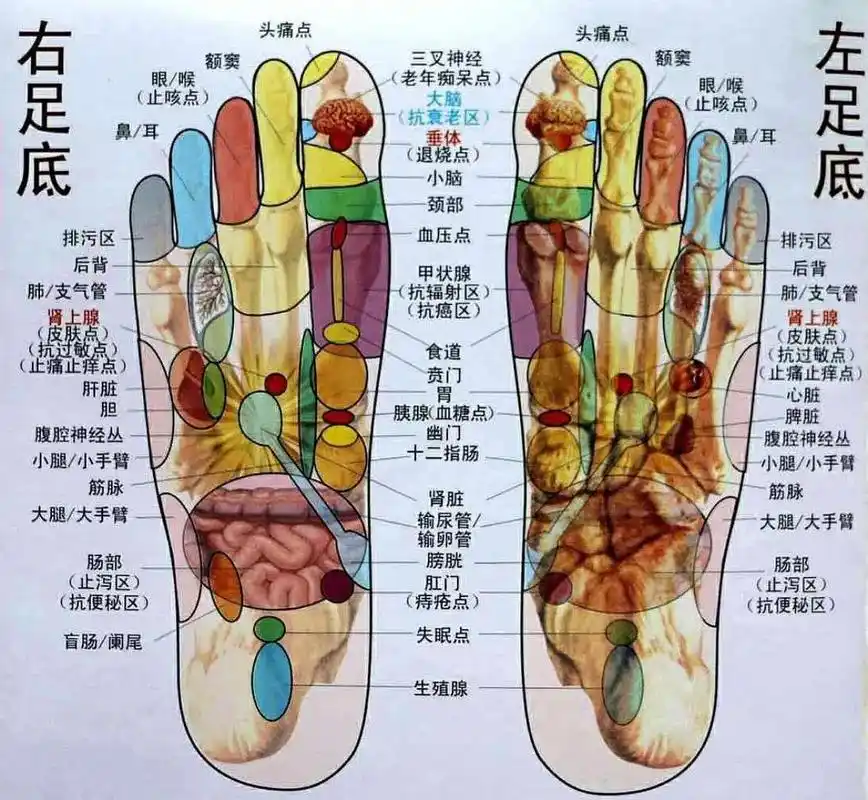 脾船 胸部 足外侧 (皮肤点) (抗病毒点) 血压点 /甲状 - 抖音