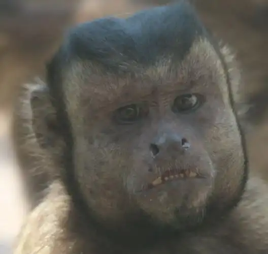 国字脸大背头浙江这只猴子火遍全网还有更多逗乐网友