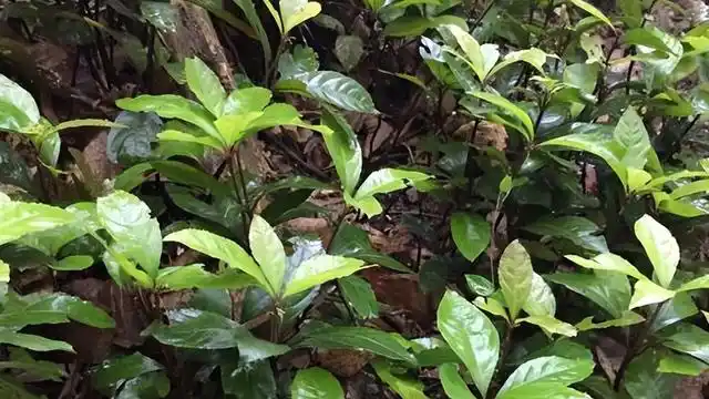 导读:林下珍贵的蛇药植物紫金牛,人称矮茶,是老人口中说的万能解毒草