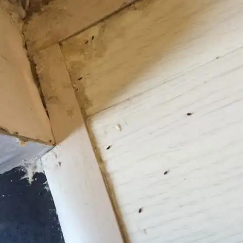 衣柜角长小虫子请大家帮我看看怎么回事