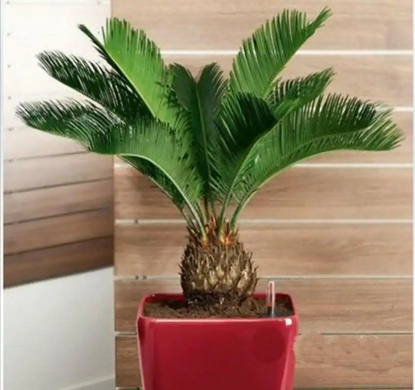 铁树怎么养殖方法