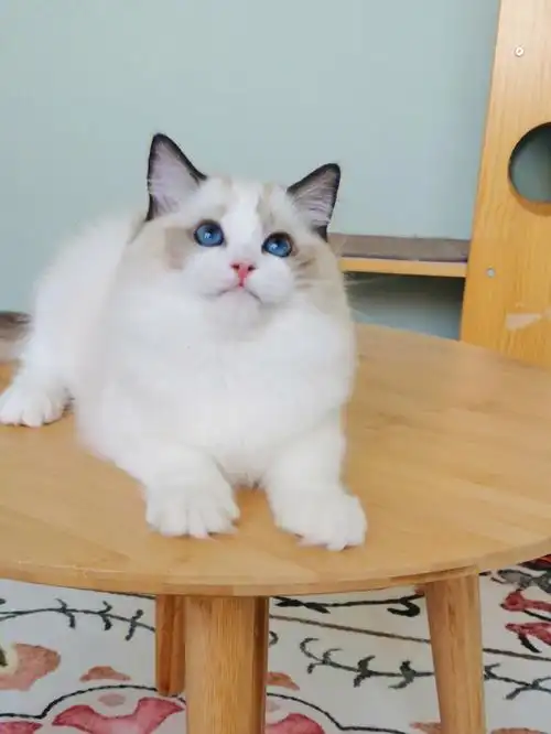 尴尬期的布偶猫