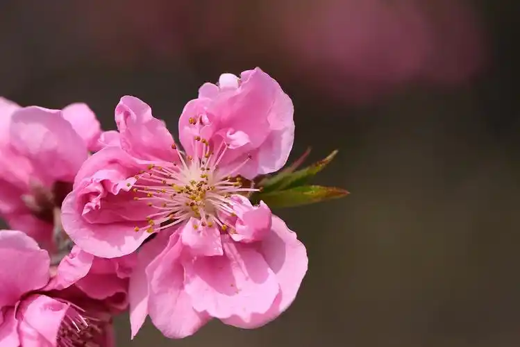 面自桃红花自美